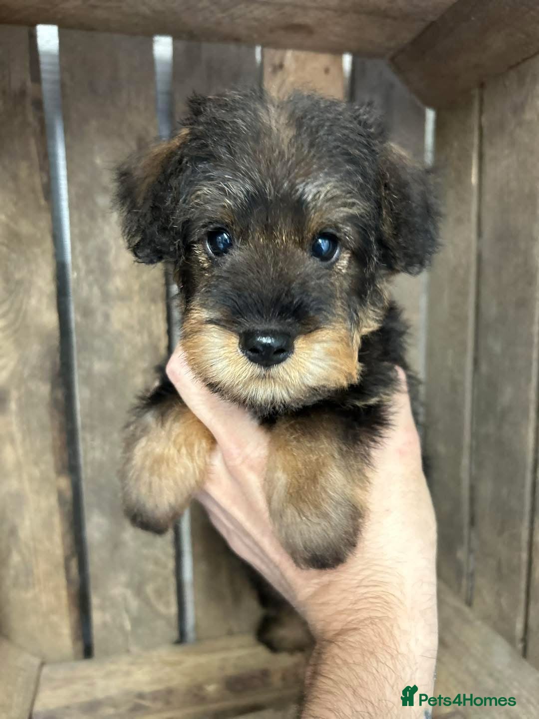 Mixed Breed dogs for sale: OUTSTANDING TOY SCHNOODLES DNA 🧬 CLEAR! - Image 6