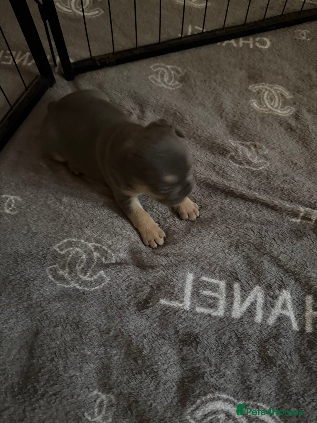 French Bulldog dogs for sale: French bulldogs  - Advert 11