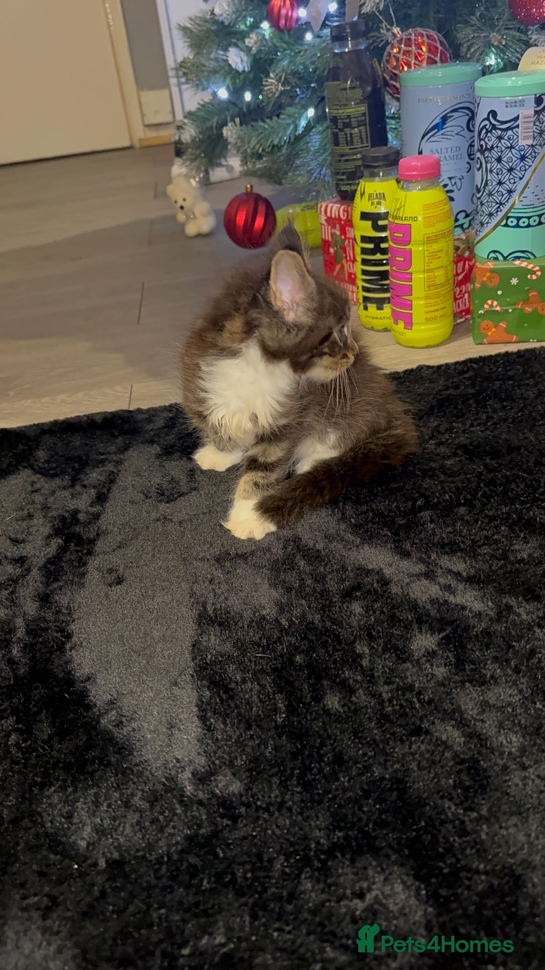 Maine Coon cats for sale: Full Maine Coon for sale - Advert 27