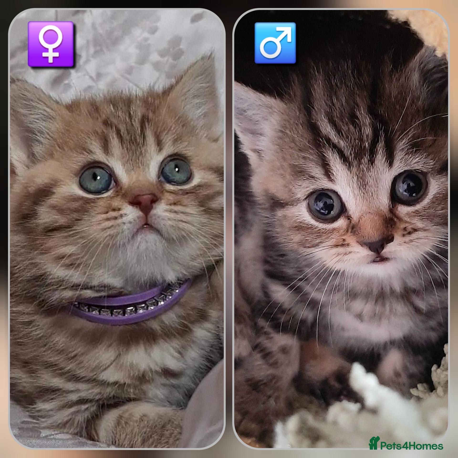 British Shorthair cats British kittens  - Advert 5