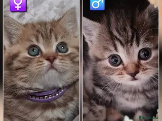 British Shorthair cats British kittens - Advert 5