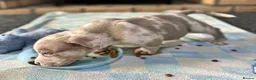 American Bully dogs for sale: Abkc pocket bully's in Barnsley - Advert 11