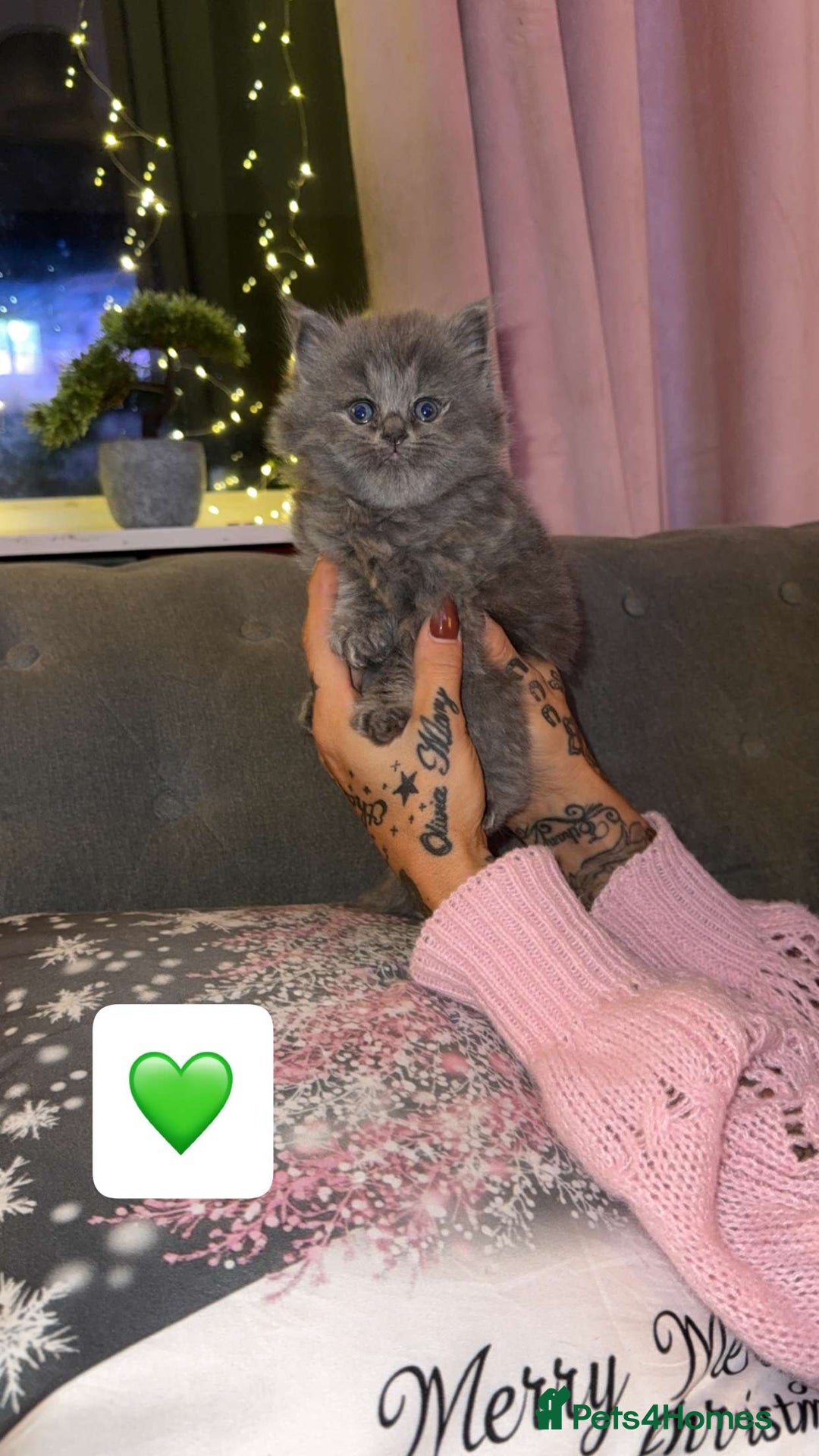 British Shorthair cats for sale: British Shorthair/Ragdoll - Advert 3