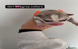 Siberian Husky dogs for sale: Husky puppies - Image 3