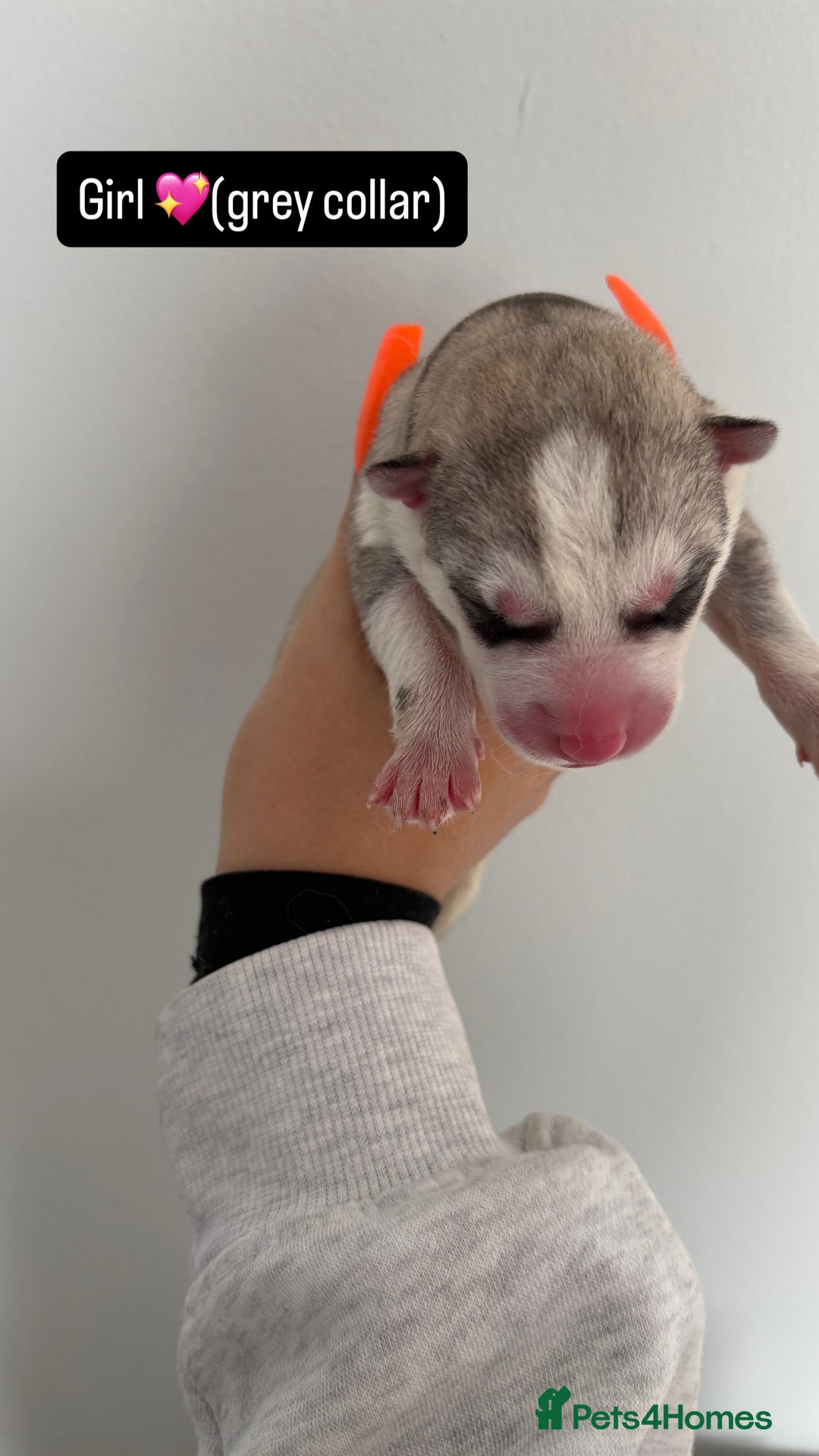 Siberian Husky dogs for sale: Husky puppies - Image 3