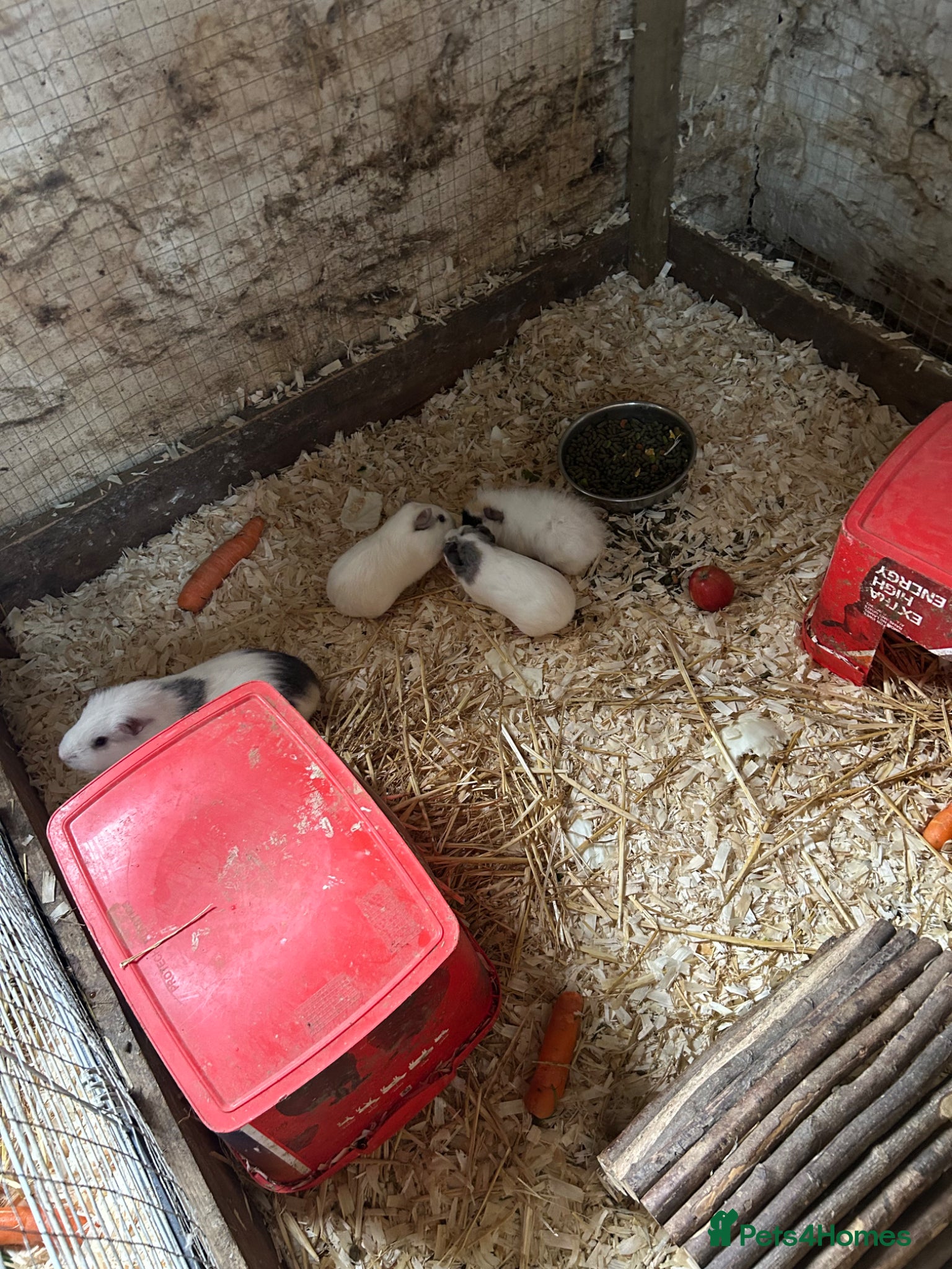 Guinea Pig rodents Female guinea pigs - Advert 1