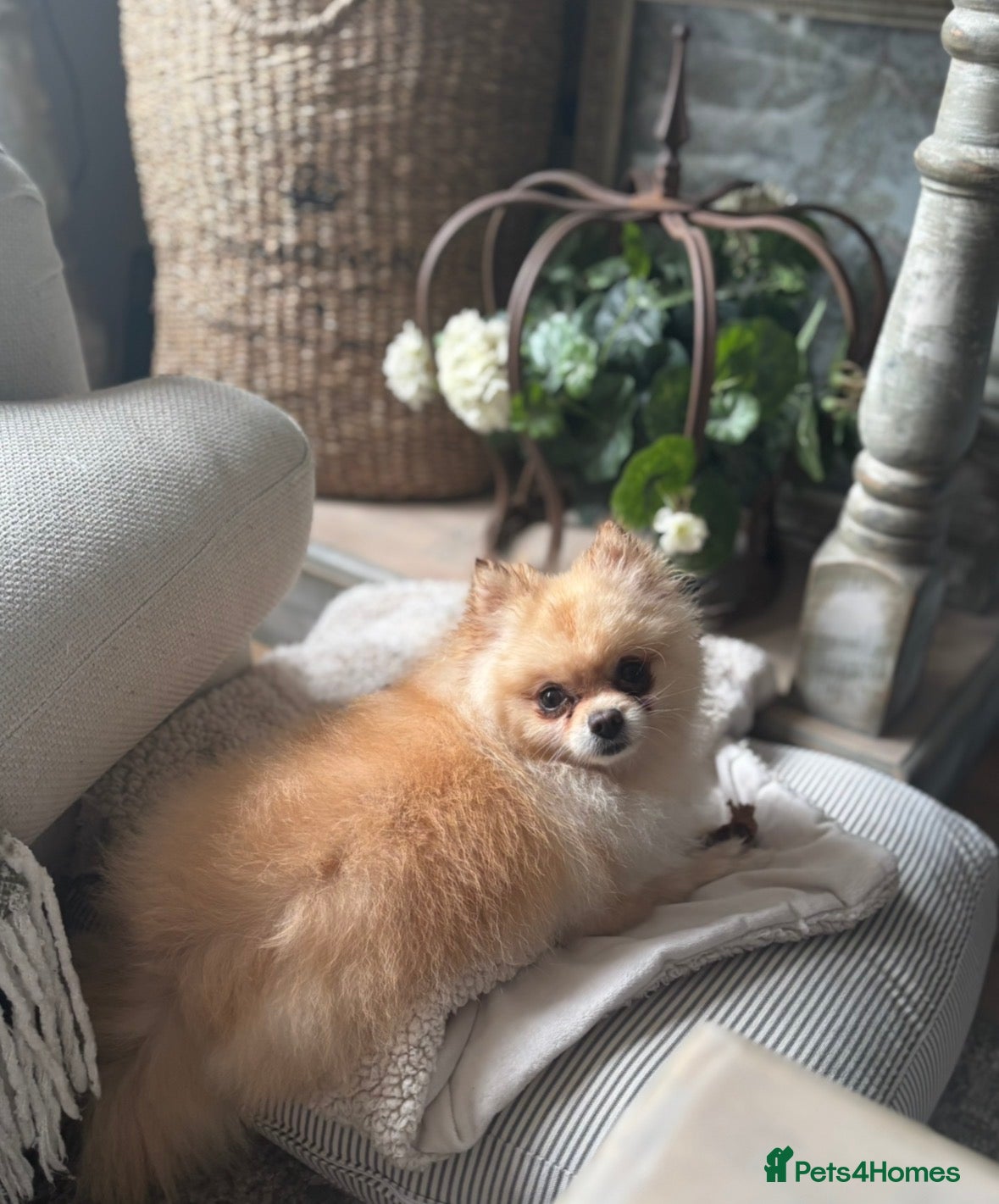 Pomeranian dogs  Pomeranian girl looking for a forever home.  - Advert 7