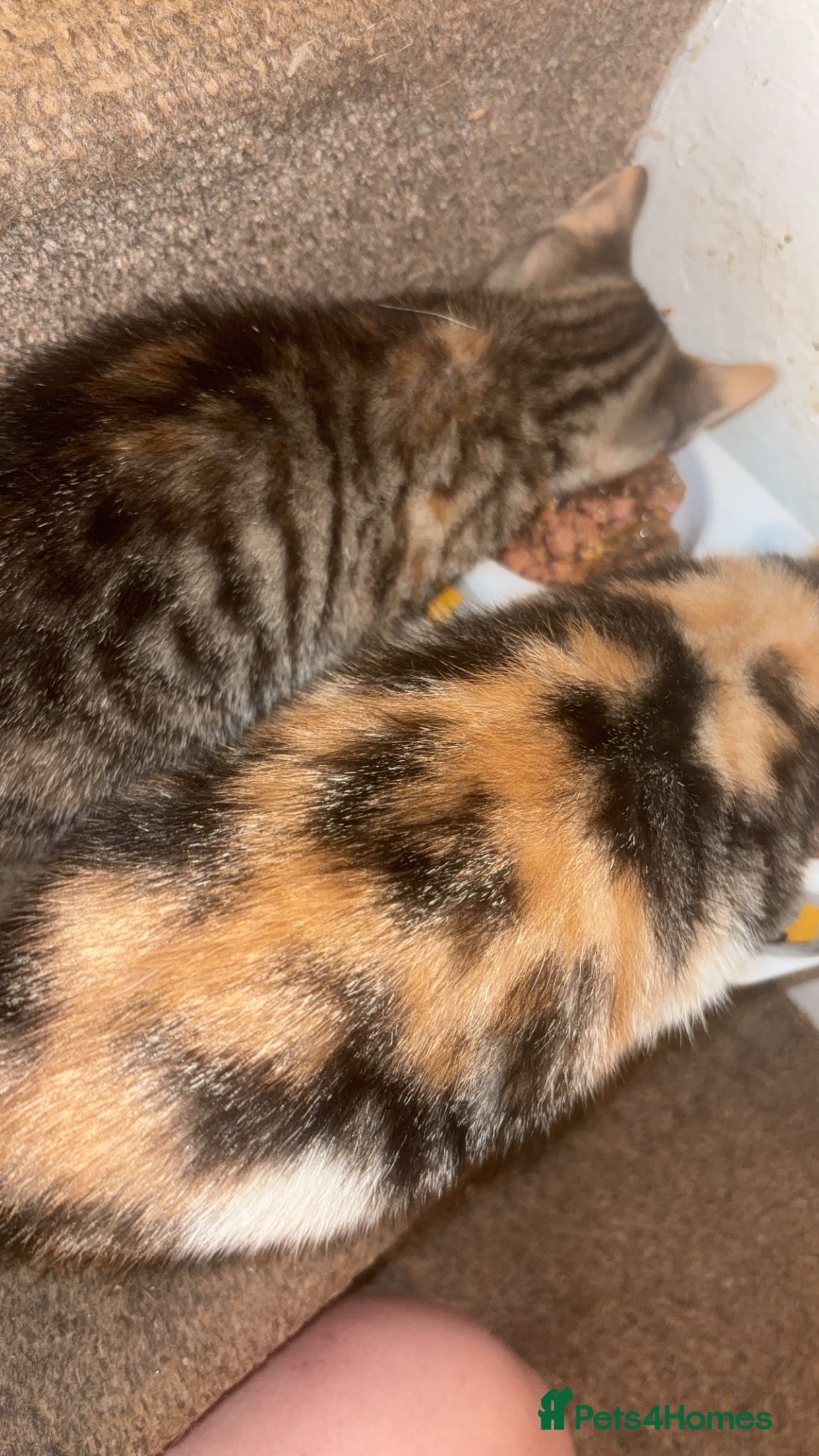 Mixed Breed cats 2 gorgeous calico female kittens for sale  - Advert 1
