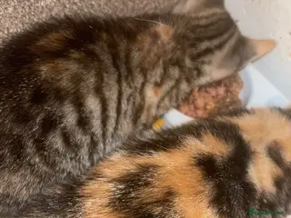 Mixed Breed cats 2 gorgeous calico female kittens for sale - Advert 1