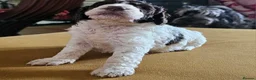 Cockapoo dogs for sale: F1b Cockapoos incl. Merle and Roans - Advert 29