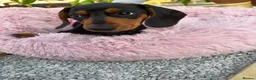 Miniature Dachshund dogs for sale: Puppy for Sale Outstanding KC Male Mini Dachshund  - Advert 14