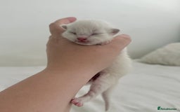 Ragdoll cats for sale: BLUE POINT RAGDOLL KITTENS! - Image 13