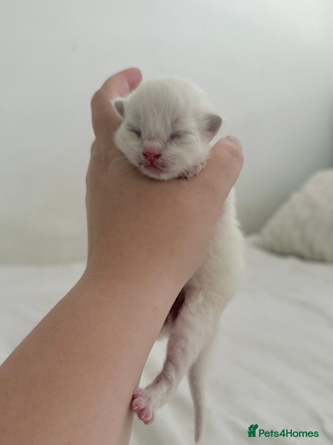 Ragdoll cats for sale: BLUE POINT RAGDOLL KITTENS! - Image 13