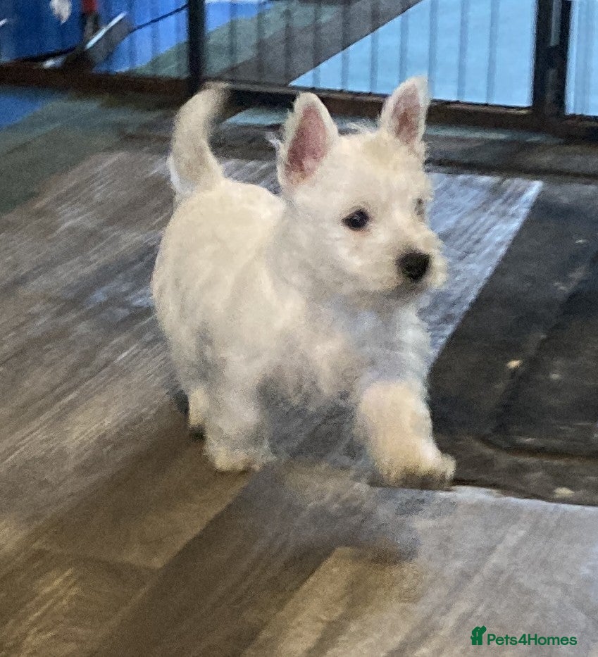 West Highland Terrier dogs Cute & Bouncy Westie Babes  - Advert 2