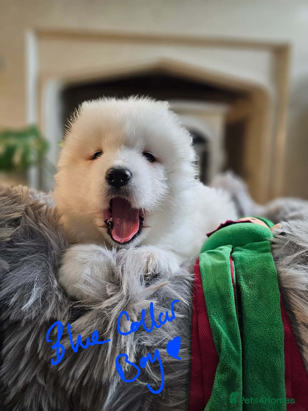 Samoyed dogs for sale: ⭐ EXCEPTIONAL BEAR-HEAD PUPPIES ⭐Champion Heritage - Advert 15