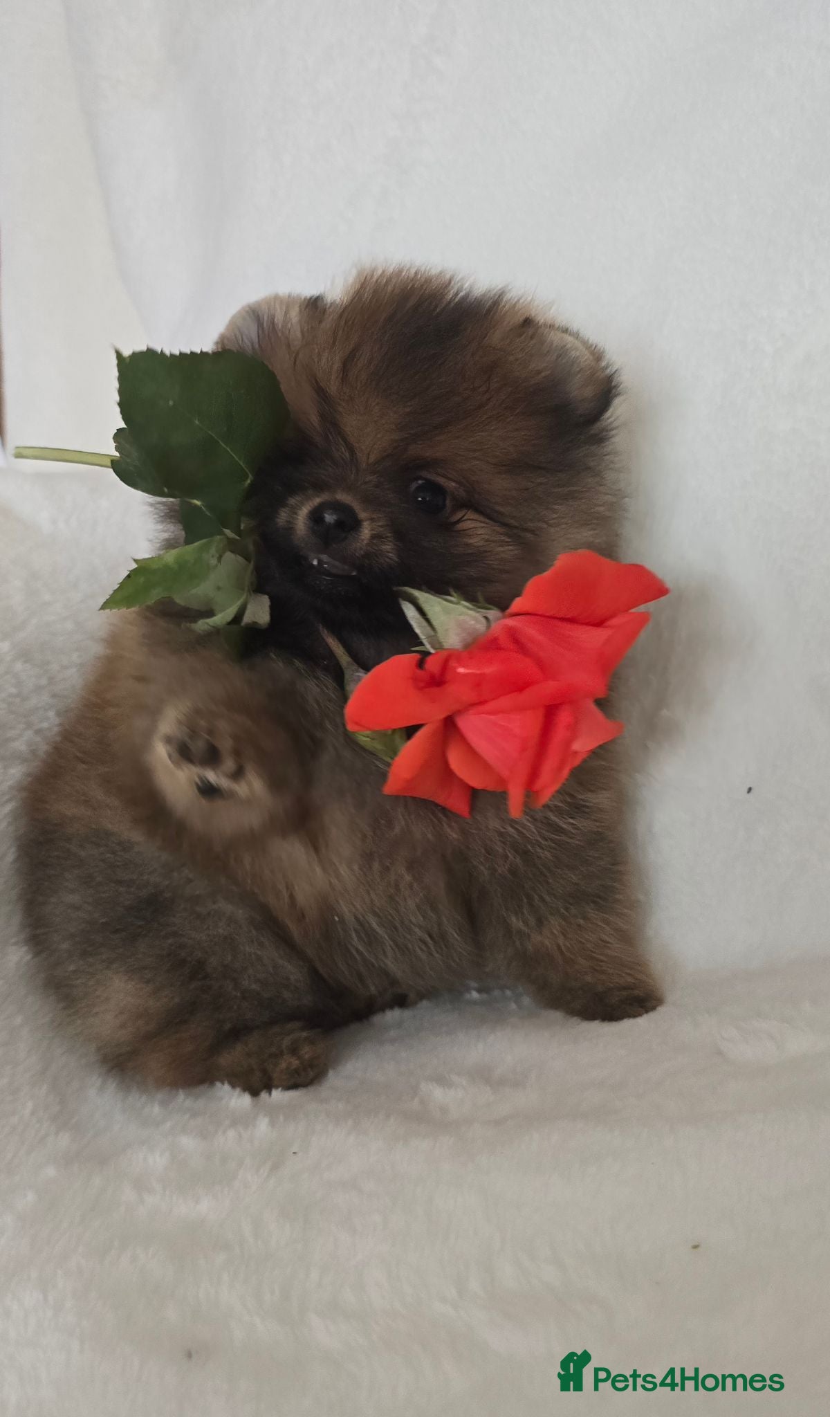 Pomeranian dogs *Beautiful dna clear pedegree boy pomeranian* - Advert 2