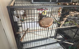 Cockatiels birds for sale: Cockatiel couple with cage and accessories  - Image 9