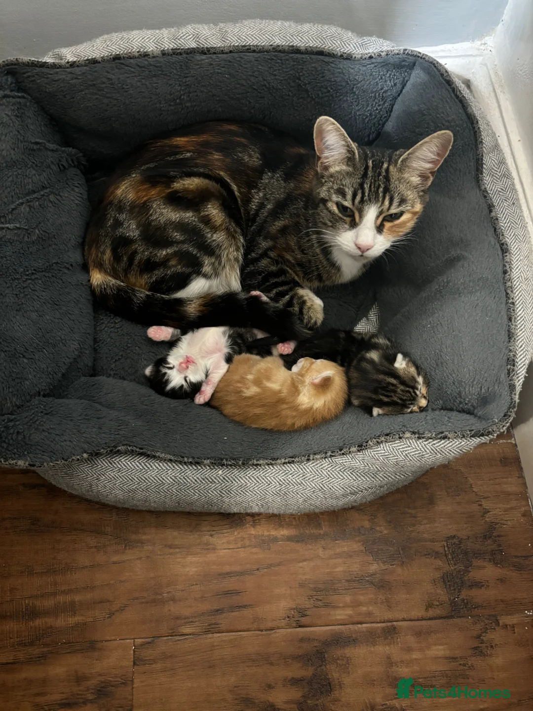 Mixed Breed cats for sale: Ginger and white kittens in Gloucester - Advert 1