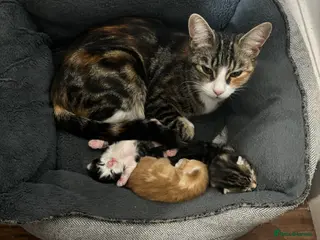 Mixed Breed cats Ginger and white kittens - Advert 1