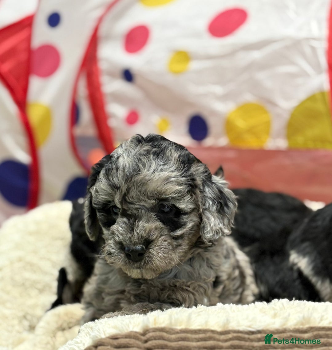 Cavapoo dogs for sale: Beautiful cavapoochon puppies  - Advert 9