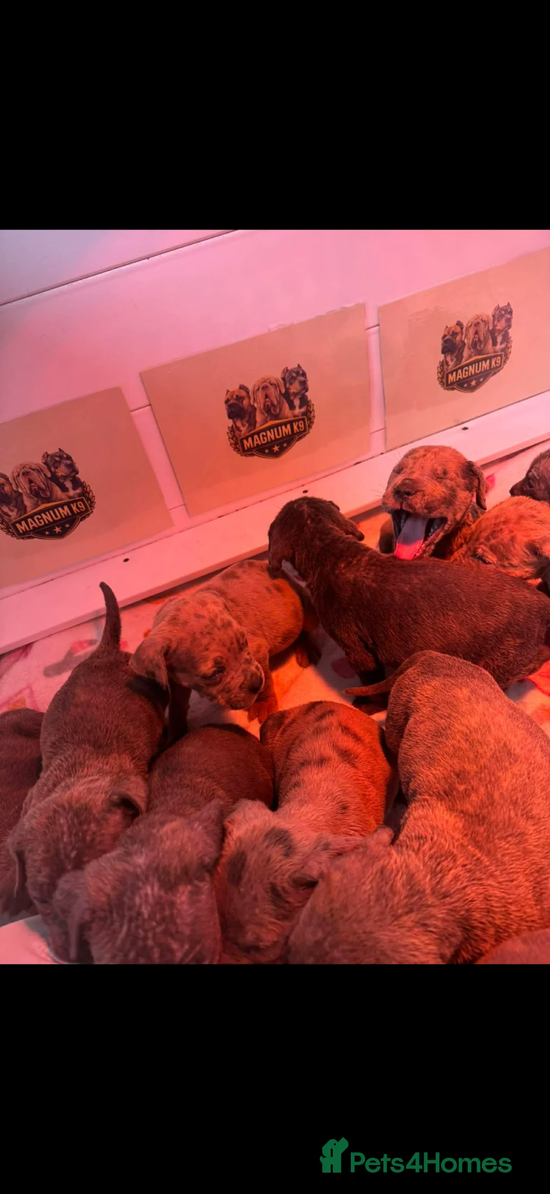 Neapolitan Mastiff dogs for sale: Neapolitan Mastiff x Cane Corso Puppies for Sale  - Advert 2