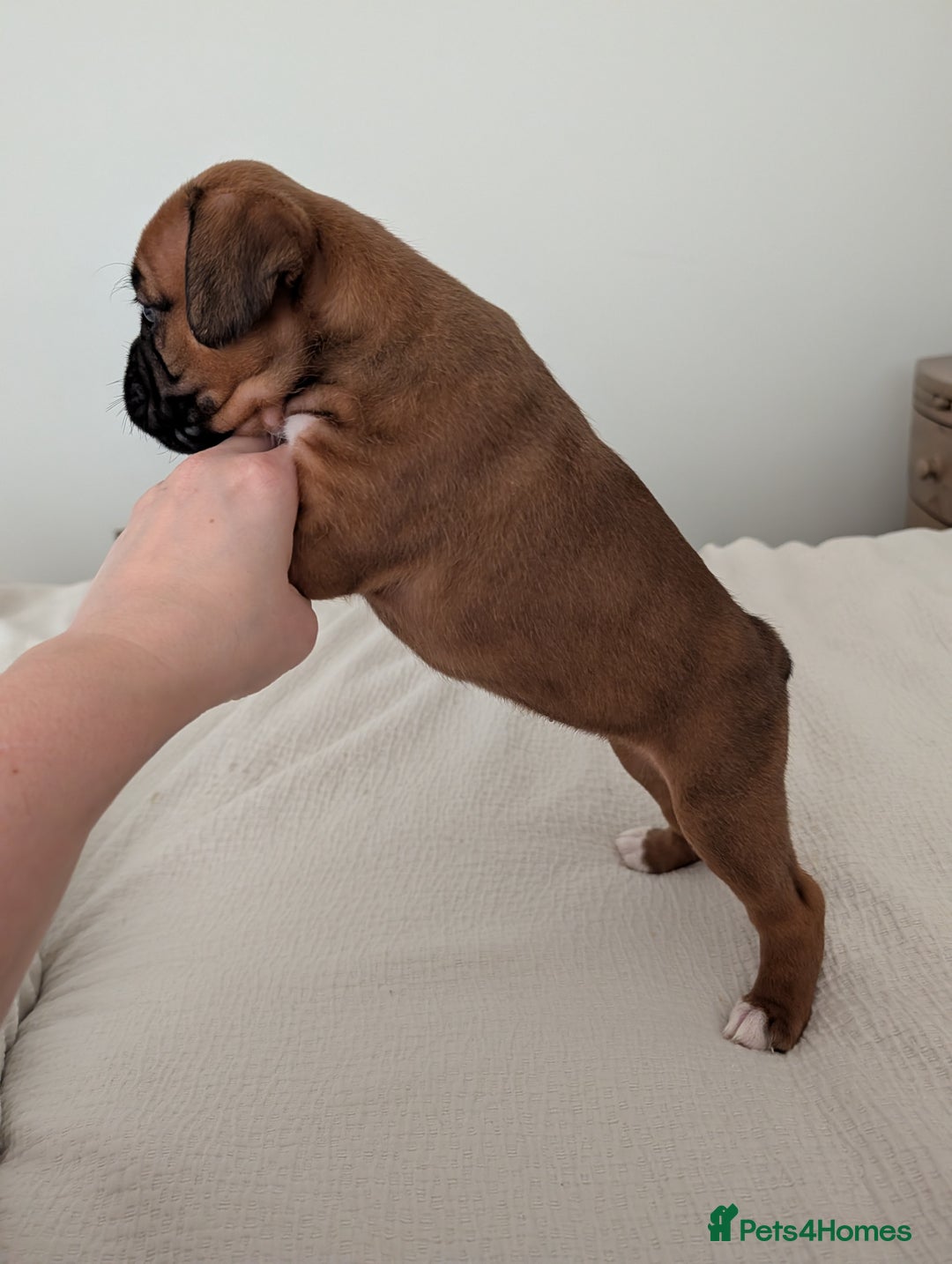 Boxer dogs for sale: Beautiful black mask bobtail/tailed boxer puppies  - Advert 30
