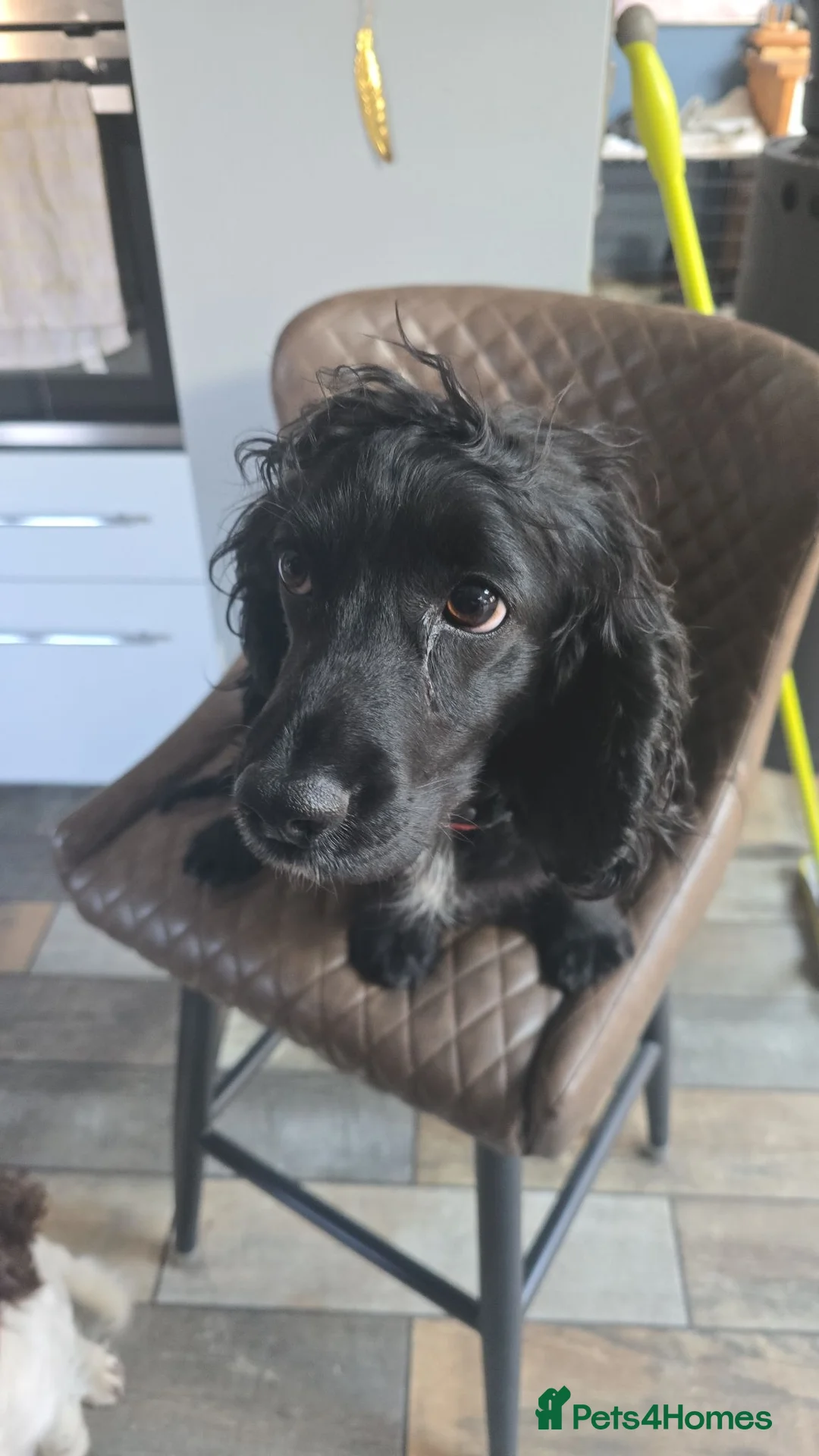 Cockapoo dogs for sale: ❤️Gorgeous Female Cockerpoo Puppies 🐶  - Advert 2