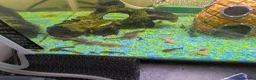 Plecos fish for sale: Baby bristlenose plecos  - Advert 2