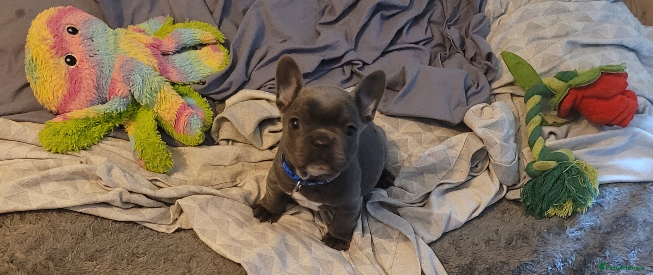 French Bulldog dogs Frenchie babies looking for their forever homes - Advert 2