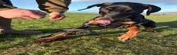 Dobermann dogs for sale: Dobermann for rehoming  - Advert 5