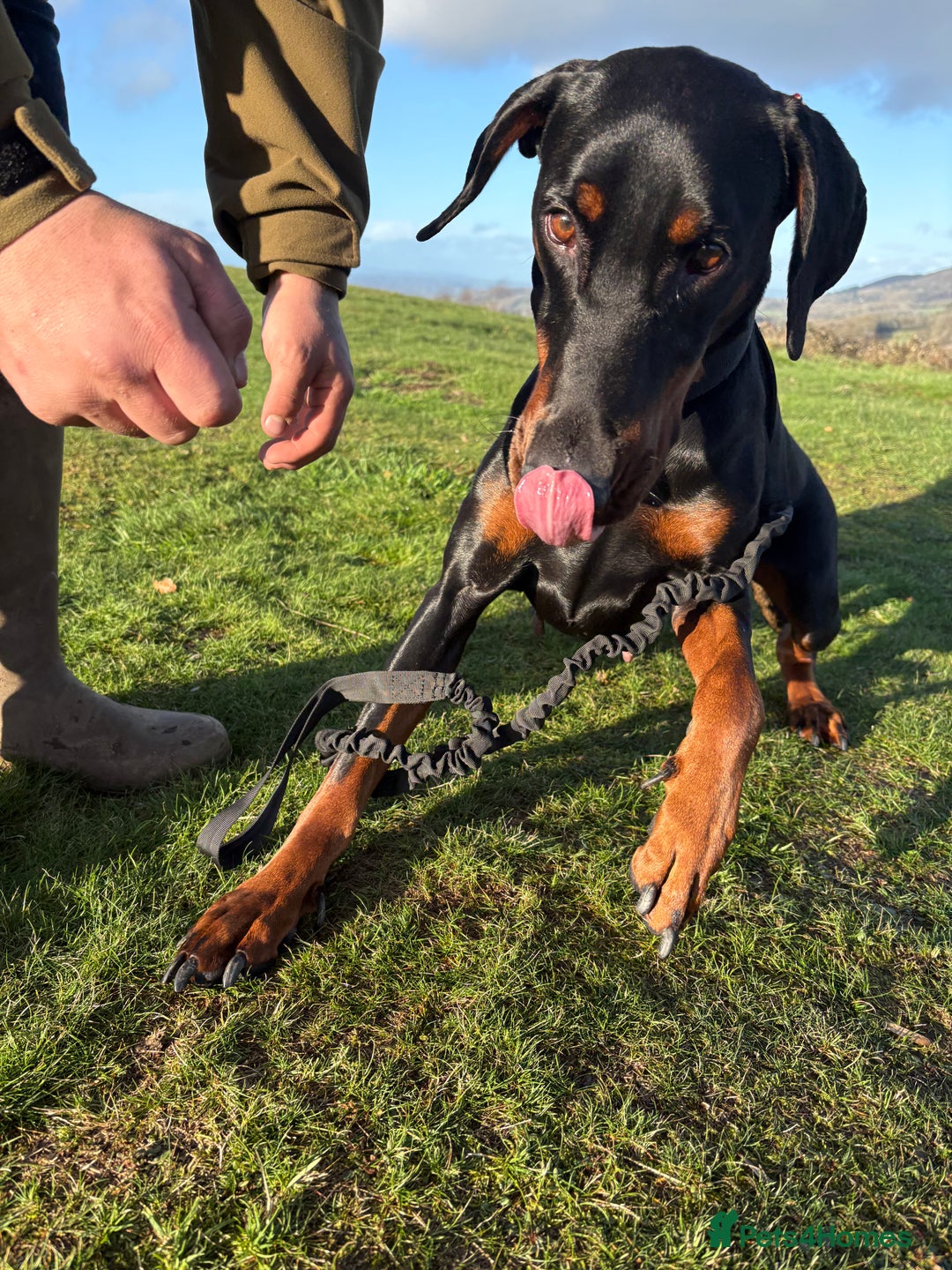 Dobermann dogs for sale: Dobermann for rehoming  - Advert 5