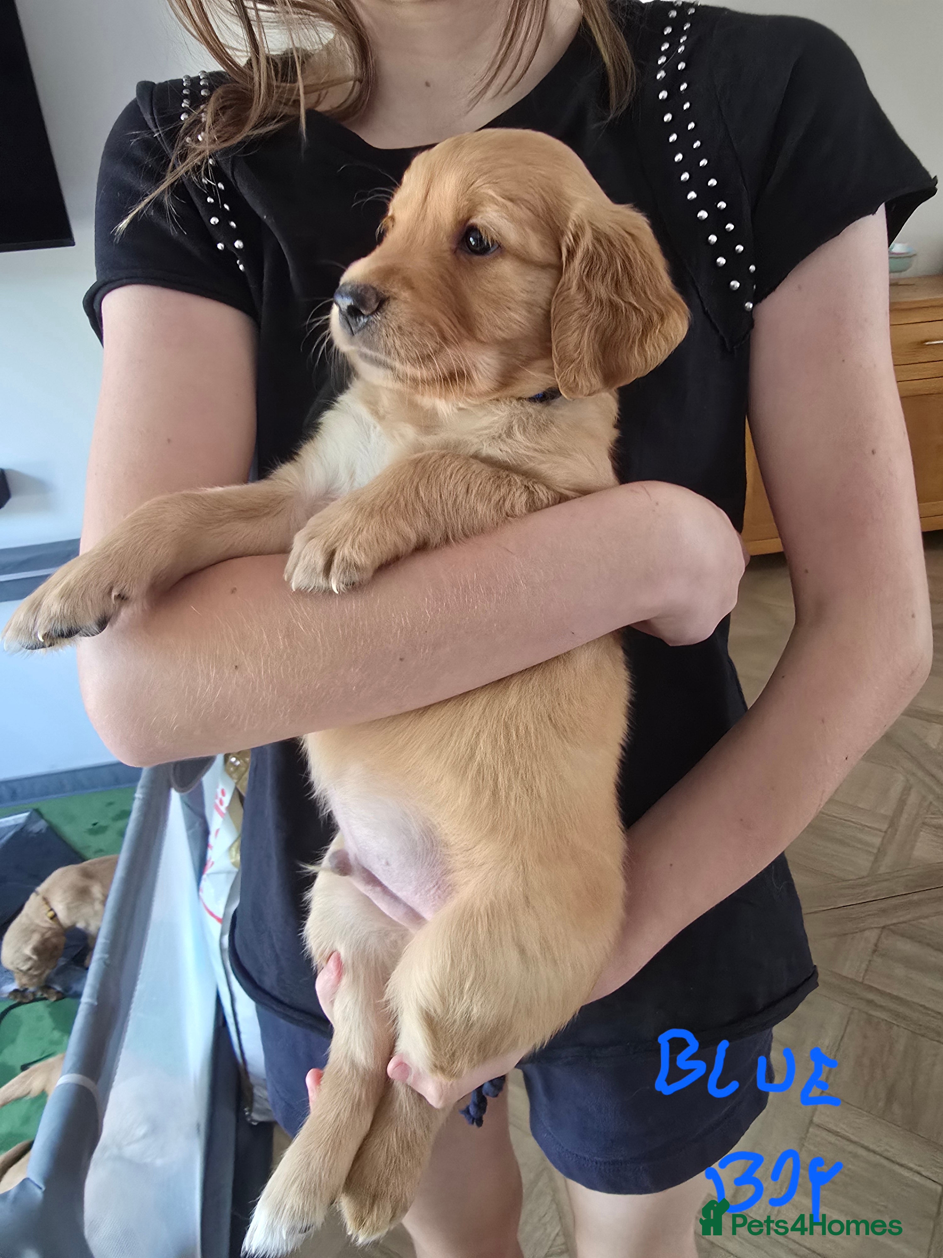 Golden Retriever dogs Puppies  - Advert 2
