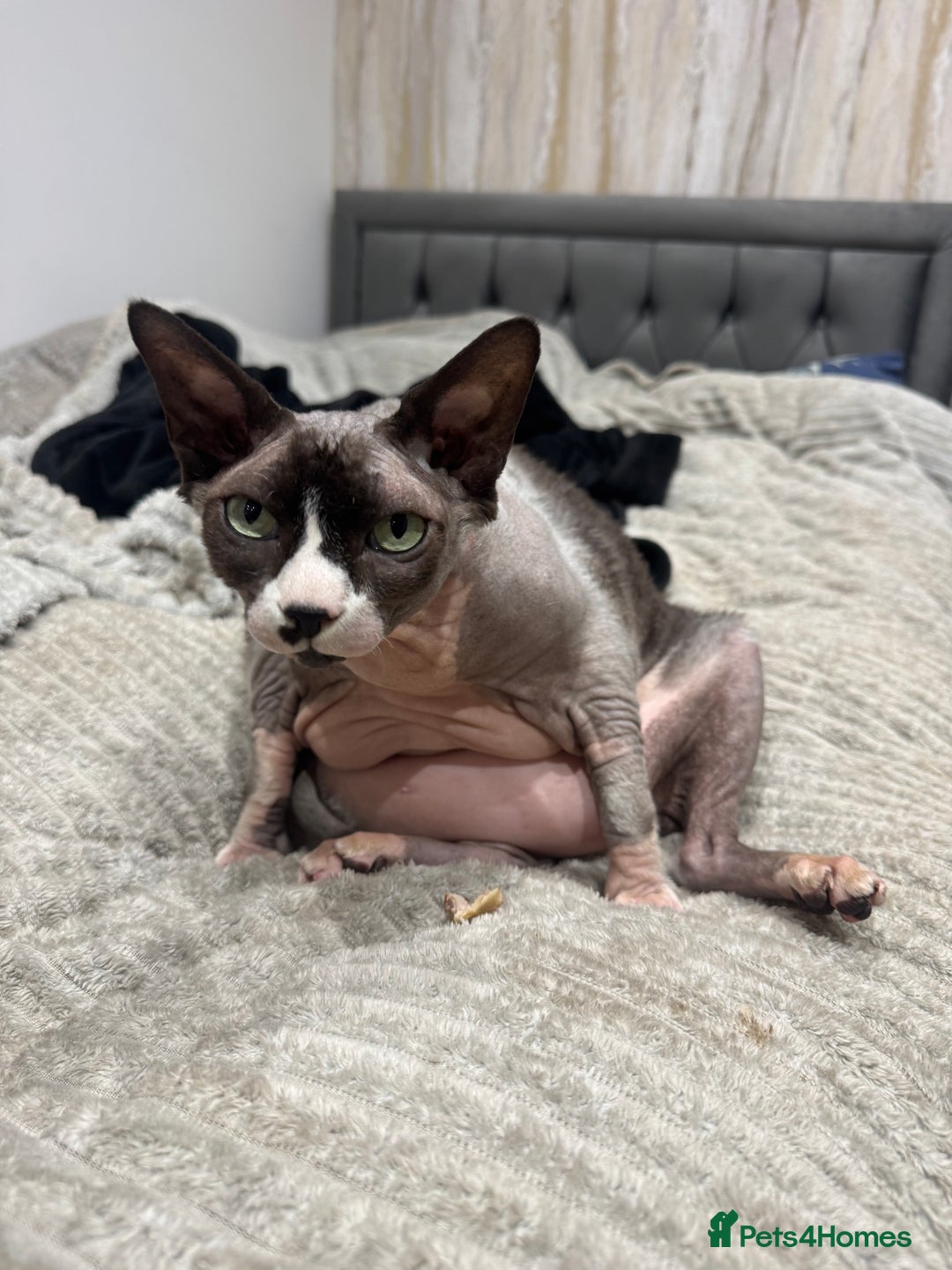 Sphynx cats for stud: Sphynx cat - Image 4