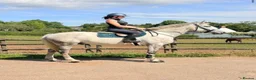 Irish Draught horses for sale: The ‘Hero’ We All Need  - Advert 6