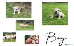 Mixed Breed dogs for sale: Ready to collect – Cane Corso puppies  - Image 9