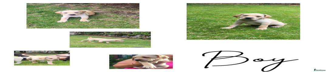 Puppy 8
