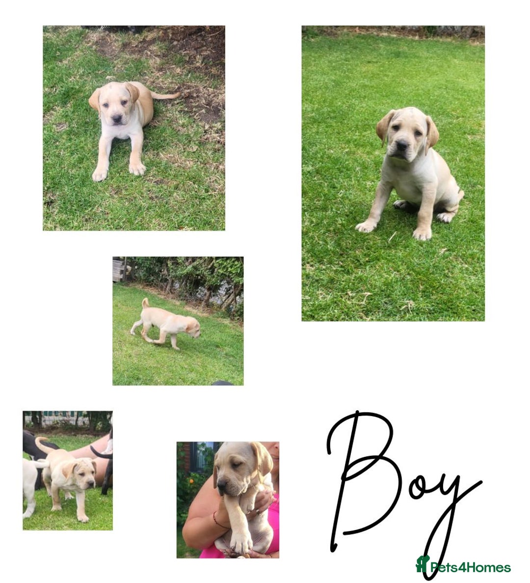 Mixed Breed dogs for sale: Ready to collect – Cane Corso puppies  - Image 9