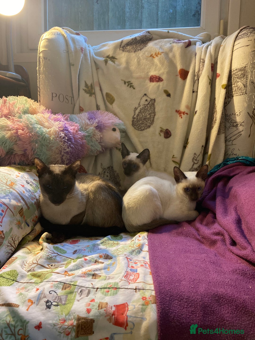 Siamese cats for sale: Siamese kittens - Image 9