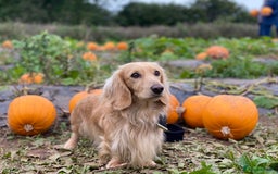 Miniature Dachshund dogs for stud: Cream Miniature long hair dachshund  - Image 2
