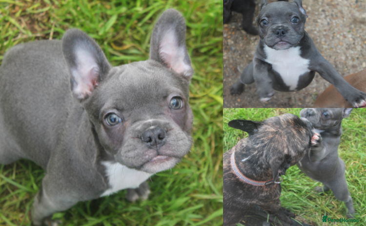 French Bulldog dogs - Advert 1