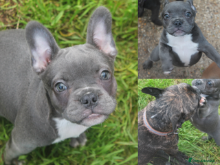 French Bulldog dogs - Advert 21