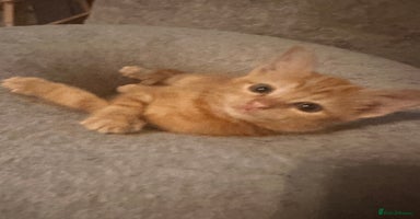 Ragdoll cats - Advert 14