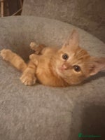 Ragdoll cats - Advert 14