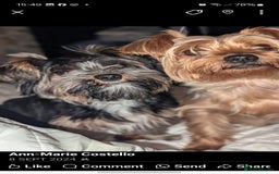 Yorkshire Terrier dogs for stud: Anmaco Romeo of Kalisto - Image 5