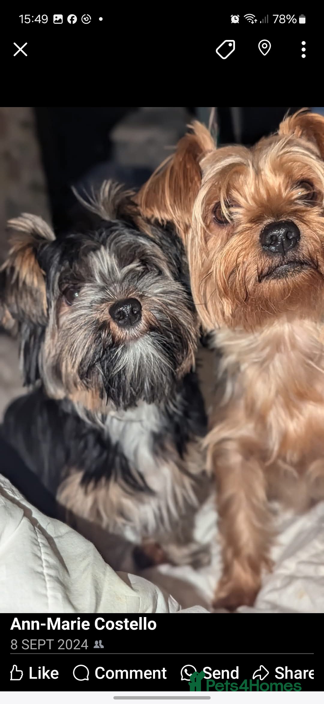 Yorkshire Terrier dogs for stud: Anmaco Romeo of Kalisto - Image 5