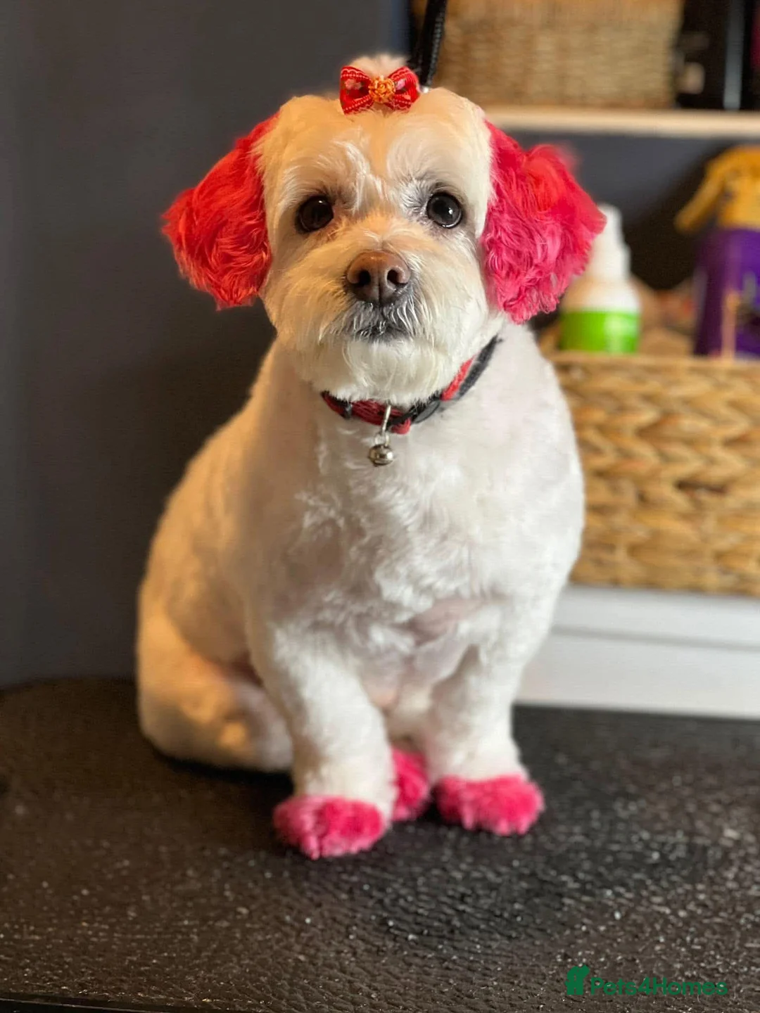 Bichon Frise dogs for sale: Bichon in Widnes - Advert 2