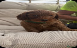 Cockapoo dogs for sale: 3 X boy Red Fox Cockapoo puppies for sale  - Image 7