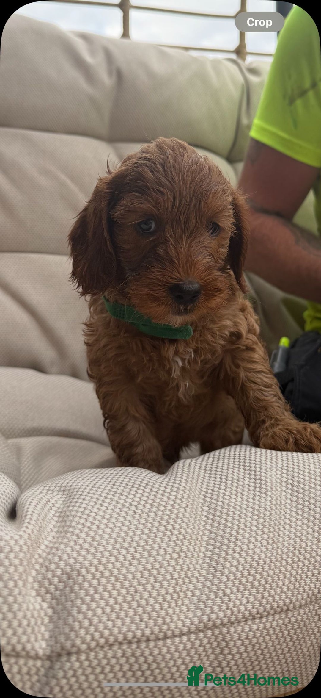 Cockapoo dogs for sale: 3 X boy Red Fox Cockapoo puppies for sale  - Image 7