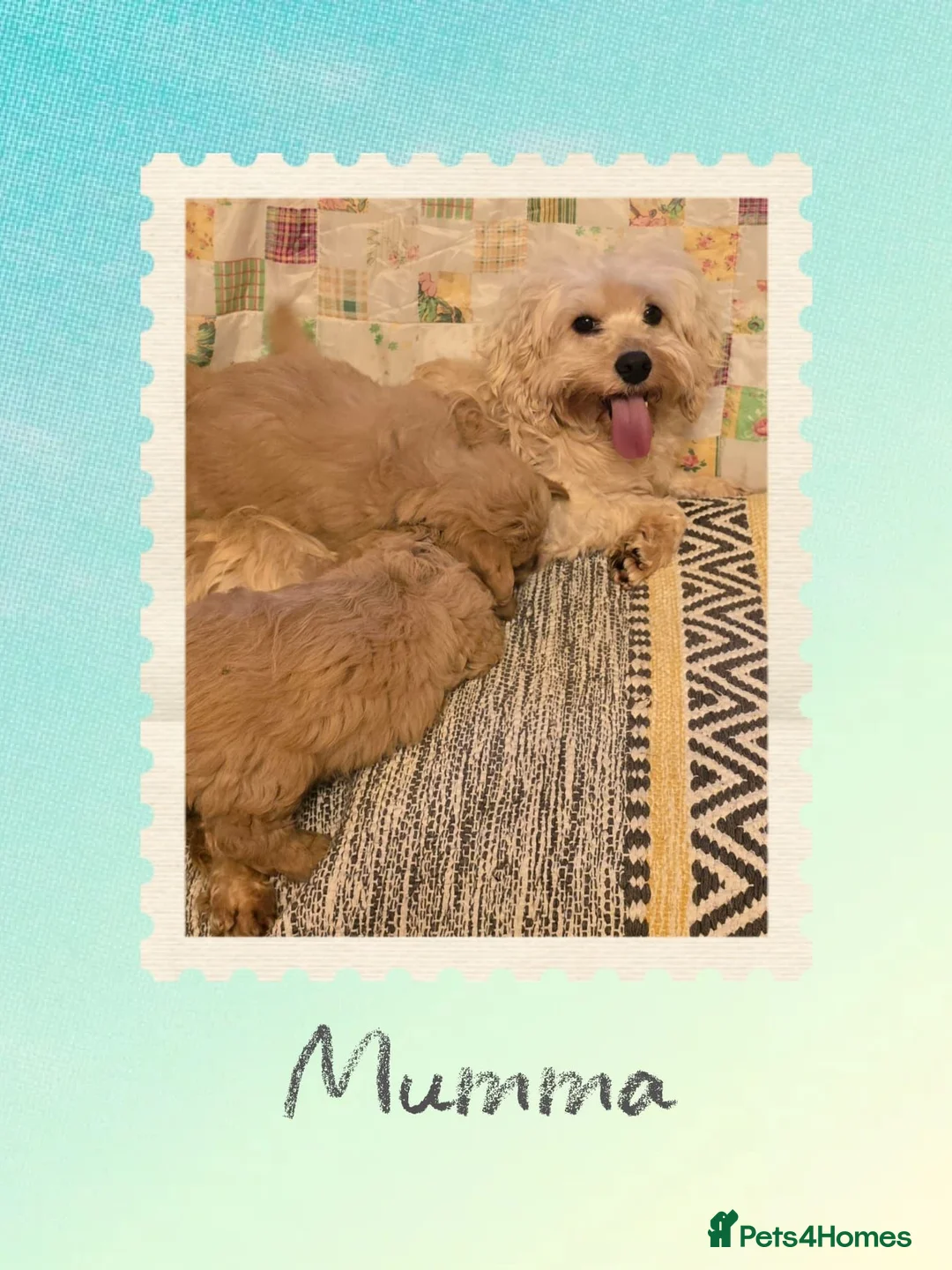 Cockapoo dogs for sale: Cockapoo puppies in Banbridge - Advert 2