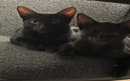 Mixed Breed cats for sale: 6 month old black mixed oriental Boy  - Image 5